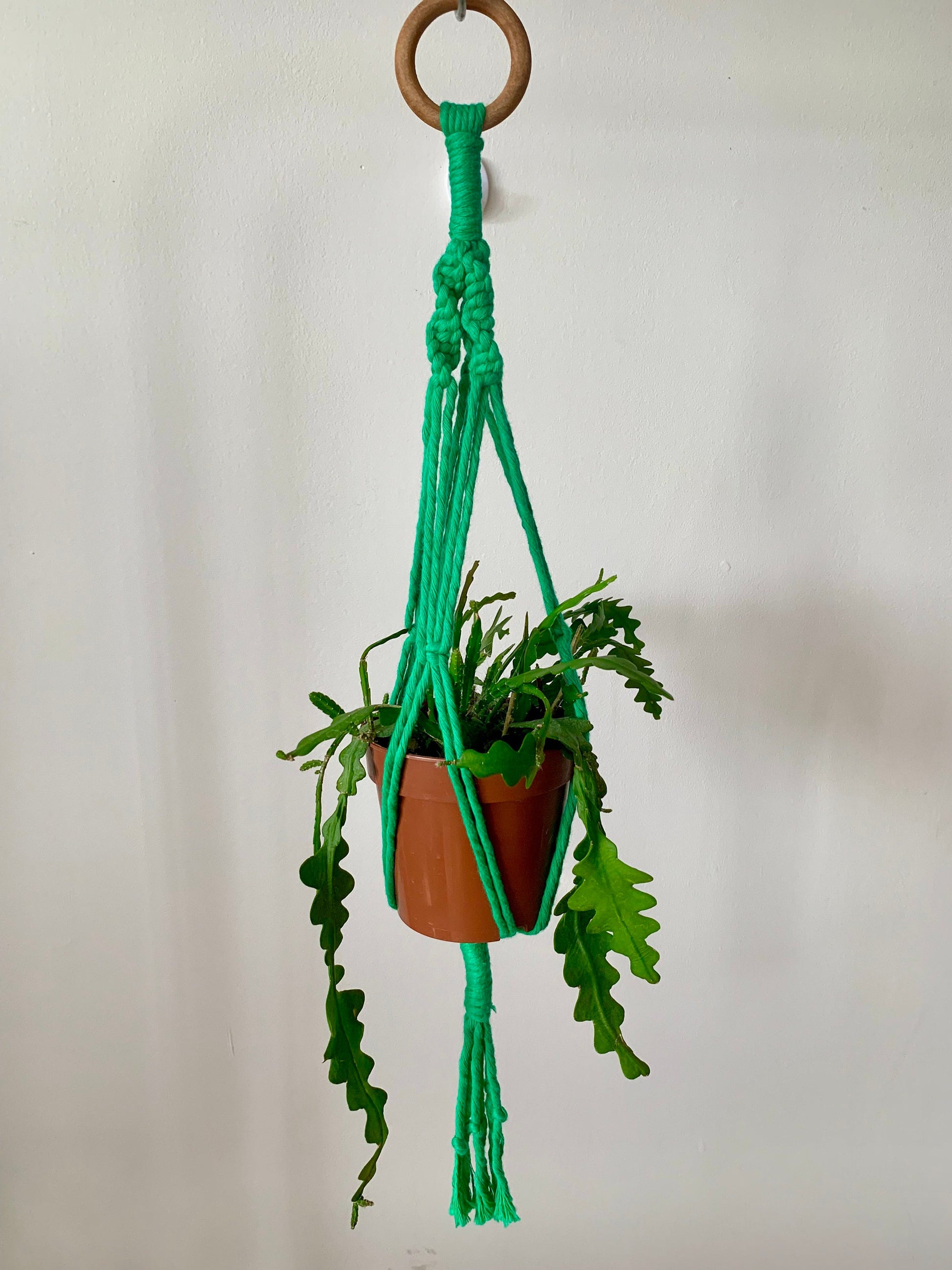 Green macrame plant hanger with a potted plant against a plain background